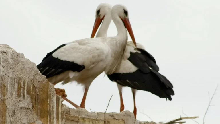 best time to travel to morocco