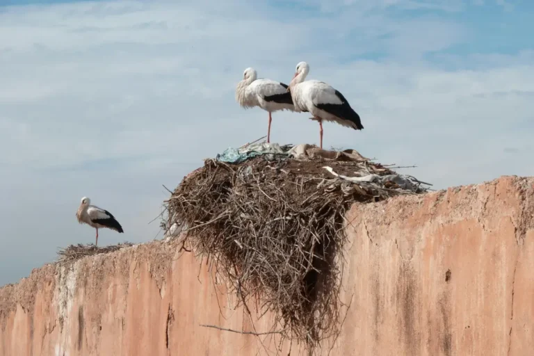 storks in Morocco