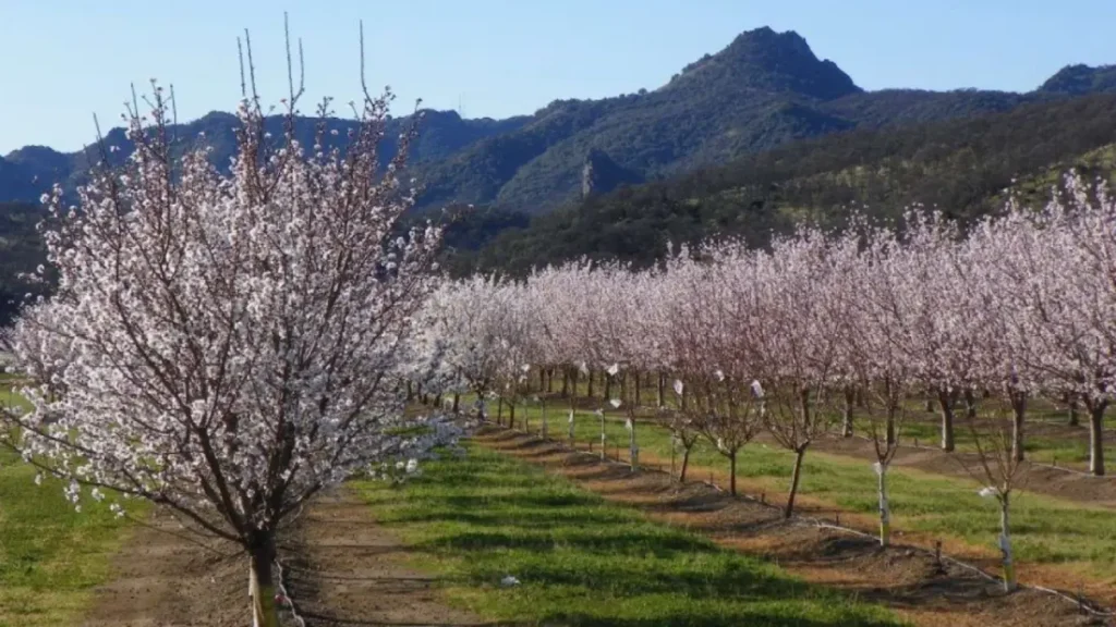 almond blossom festival morocco