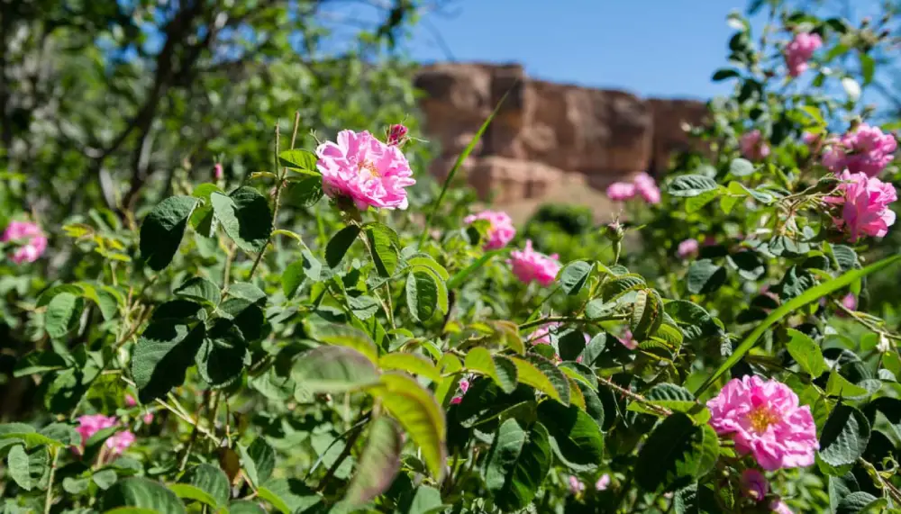 Morocco Valley of Roses Guide