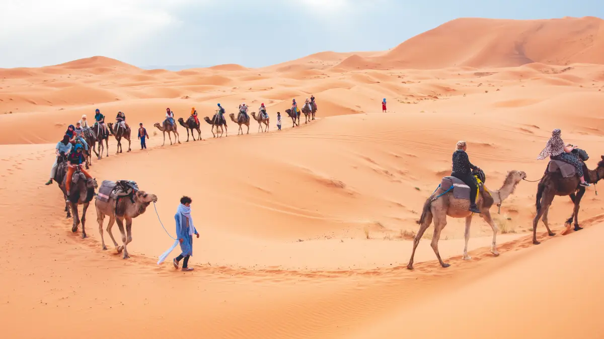 Travelers riding camels across the Erg Chebbi dunes during a 3 day desert tour from Marrakech.