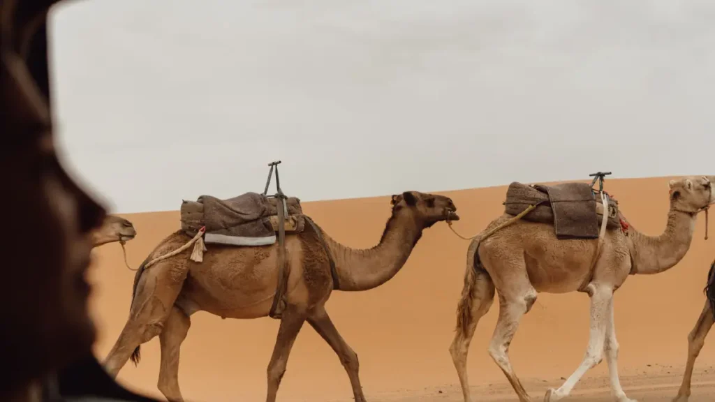 Passenger watching camels from a vehicle during a 4×4 transfer in the Merzouga dunes.