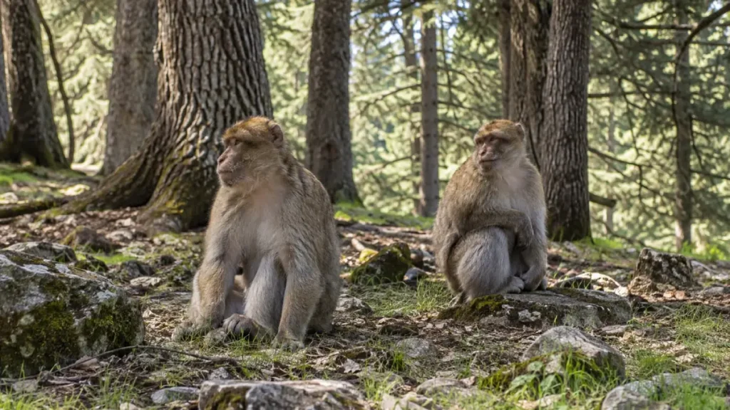 Wild Barbary macaques in the cedar forest near Azrou