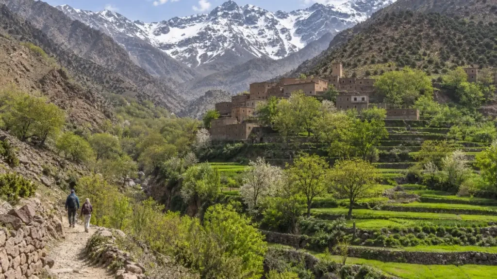 Hikers walking through green terraces near Imlil with snowy Atlas peaks in April