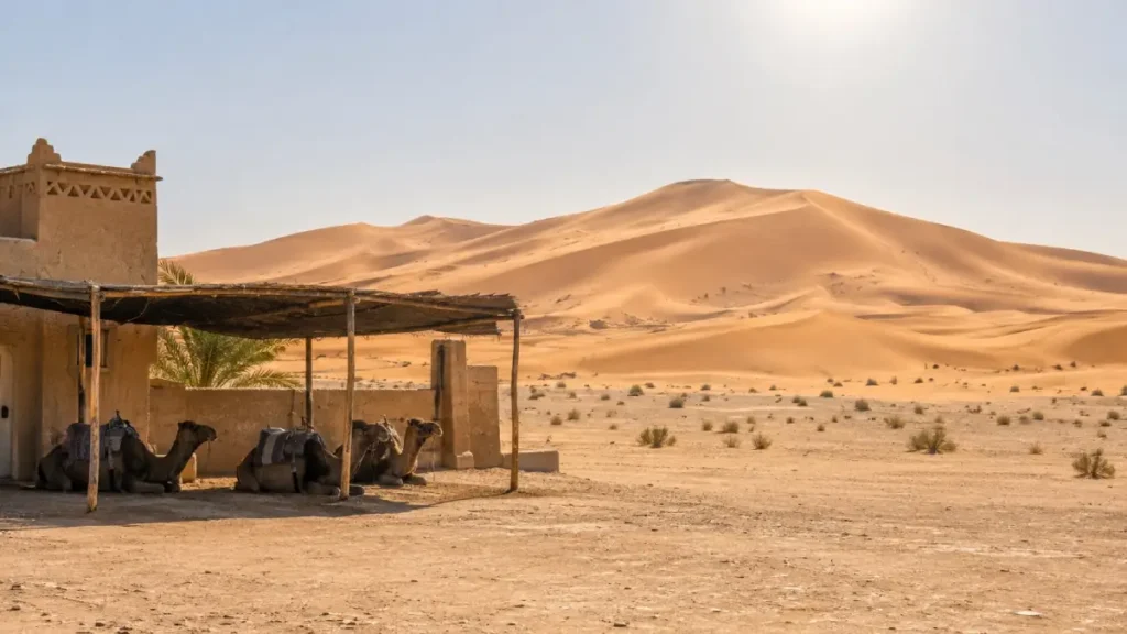Camels resting in the shade beside the Erg Chebbi dunes during the June heat