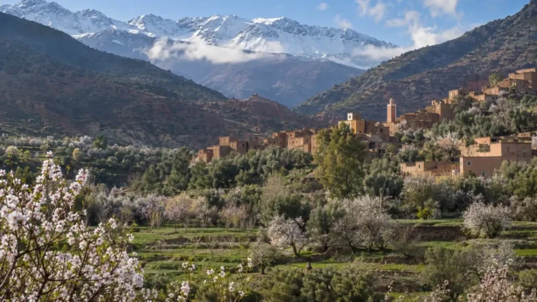 Green Moroccan valley with spring blossoms and snow-covered Atlas Mountains in March