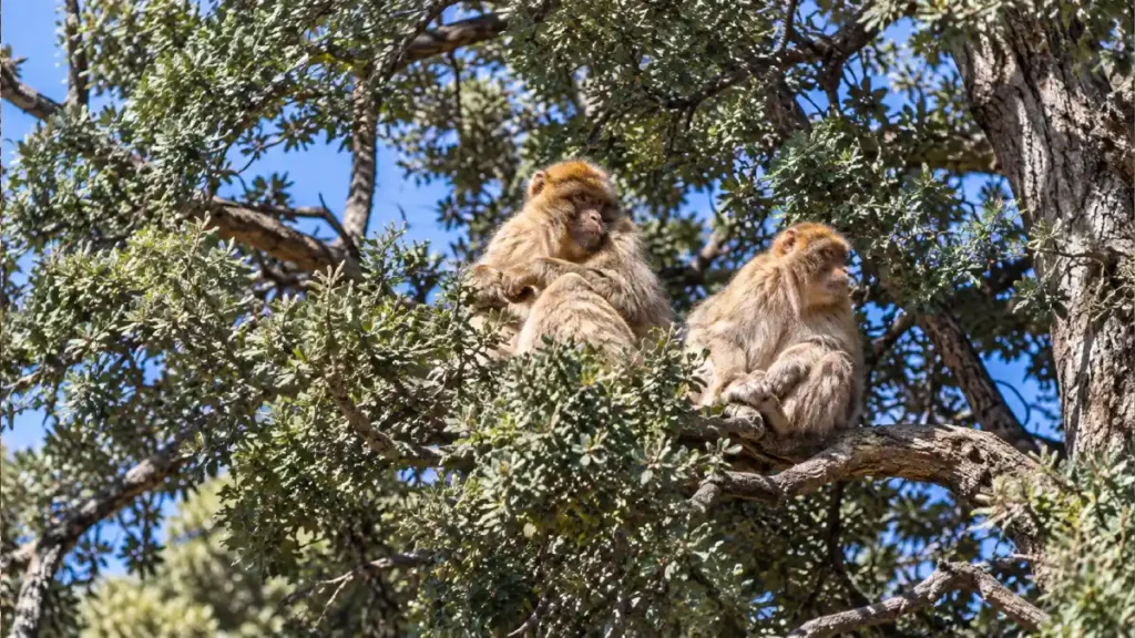 Two wild Barbary macaques resting on tree branches in the Azrou forest of Morocco’s Middle Atlas Mountains
